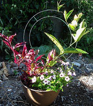 トレニア（夏すみれ）の寄せ植え : 育て方.jp｜花、野菜の育て方など