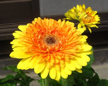 IMG_5951-9-4-1.jpg