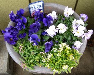 IMG_7435-2011-2-11-1.jpg