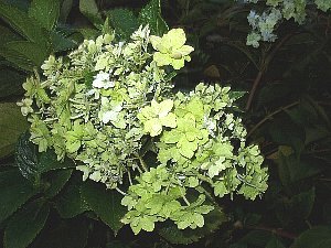 P1010002-5.jpg