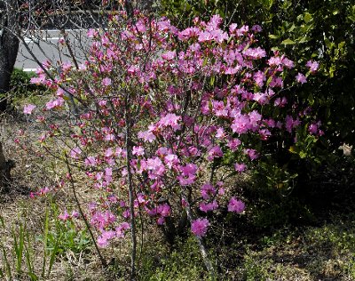 金子玄海ツツジ？ 桜玄海ツツジ？ : 育て方.jp｜花、野菜の育て方など