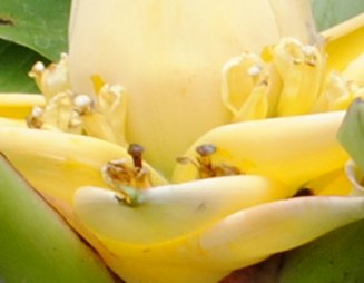 雲南地湧金蓮（ウンナンチユウキンレン） : 育て方.jp｜花、野菜の育て