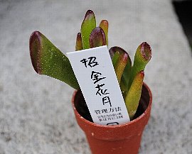 クラッスラ属 ゴーラム（招金花月／宇宙の木） : 育て方.jp｜花、野菜