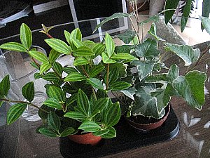 観葉植物 ハイドロカルチャー作り : 育て方.jp｜花、野菜の育て方など