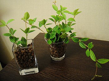 観葉植物 ハイドロカルチャー作り : 育て方.jp｜花、野菜の育て方など