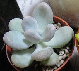 多肉植物 パキフィツム属 星美人 : 育て方.jp｜花、野菜の育て方など